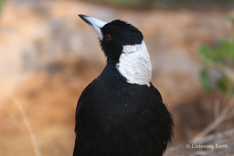 Black-backed Magpie, <i>Gymnorhina tibicen tibicen</i>