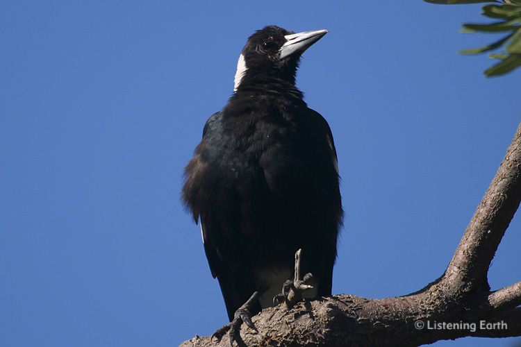 Black-backed Magpie 