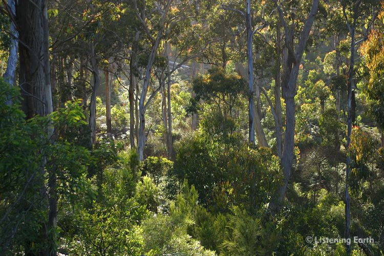 Mountain eucalypt forests 