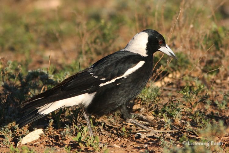 Black-backed Magpie feeding