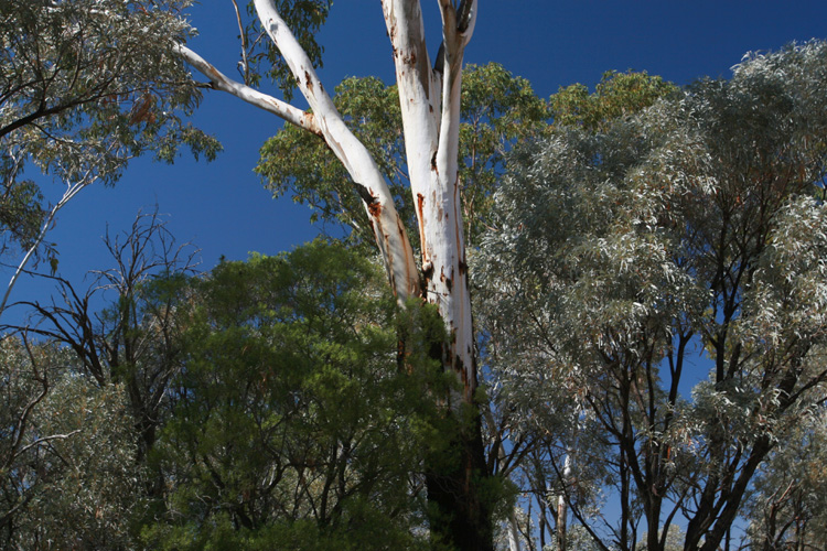 The leaves of eucalypt trees are waxy to preserve moisture and shiny to reflect the heat of mid-summer