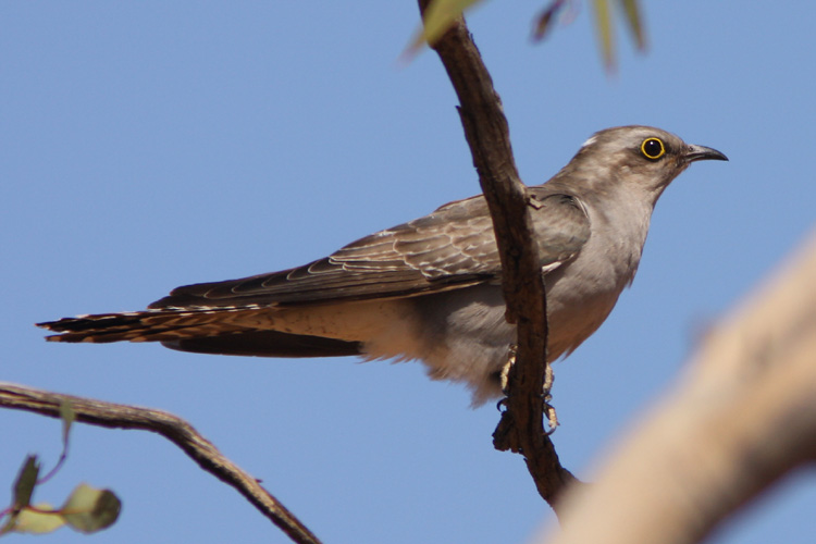 The Pallid Cuckoo, <i>Cuculus pallidus</i>, is often heard in spring and early summer