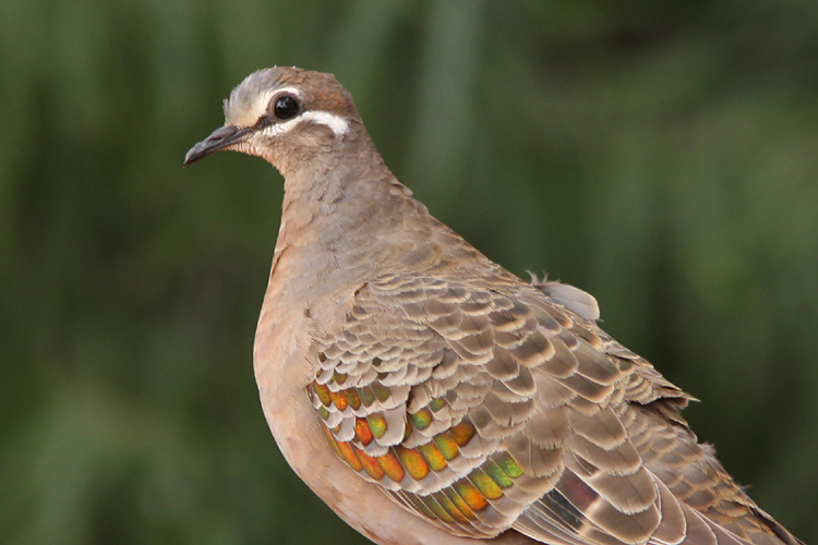 The irridescent plumage of the Common Bronzewing, <i>Phaps chalcoptera</i>