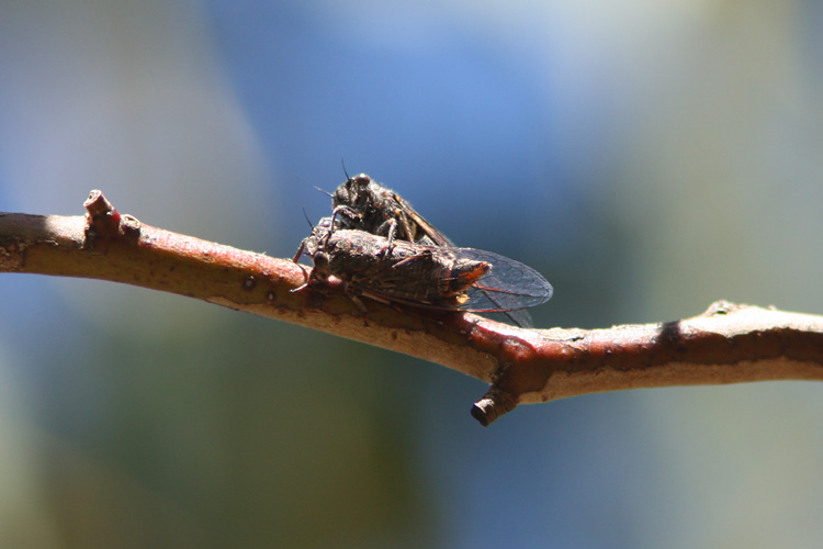 A bit of afternoon delight, Cicada style!