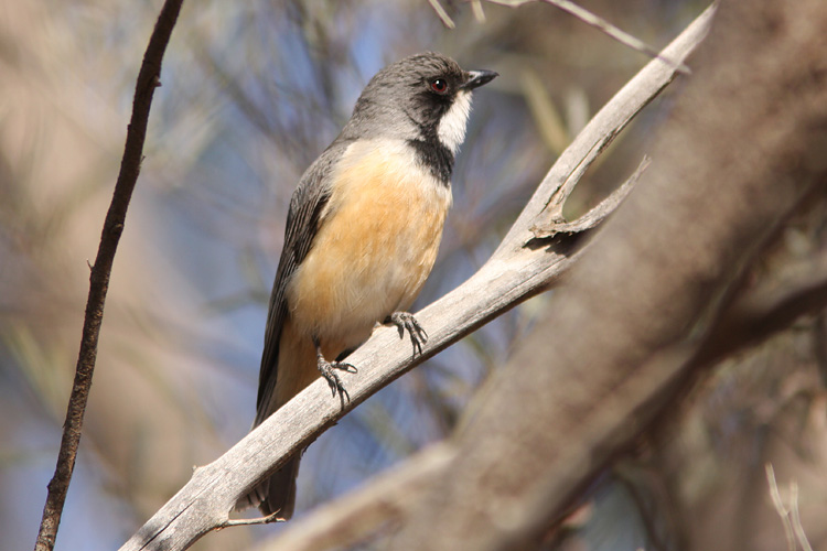 The songster of summer; the Rufous Whistler, <i>Pachycephala rufiventris</i>
