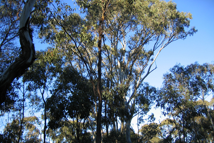 The recording location: open eucalypt woodlands in early morning light