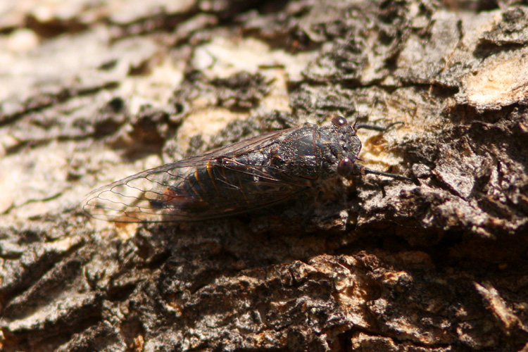 The art of camoflage; a Black Squeaker, <i>Pauropsalta encaustica</i>, rests inconspicuously on eucalypt bark