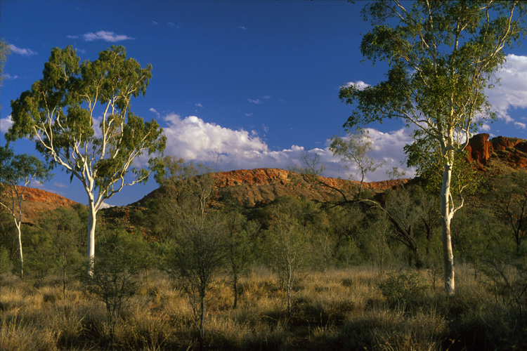 Budgerigar country - the dry open woodlands of the interior of Australia