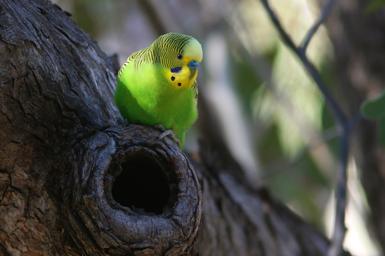 Male Budgie inspects the nest hollow