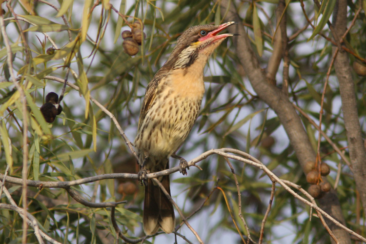 A Spiney-cheeked Honeyeater, <i>Acanthagenys rufogularis</i>, giving its delightful, wheazy call