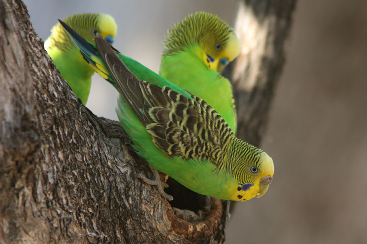 Female Budgerigar at the nest hollow