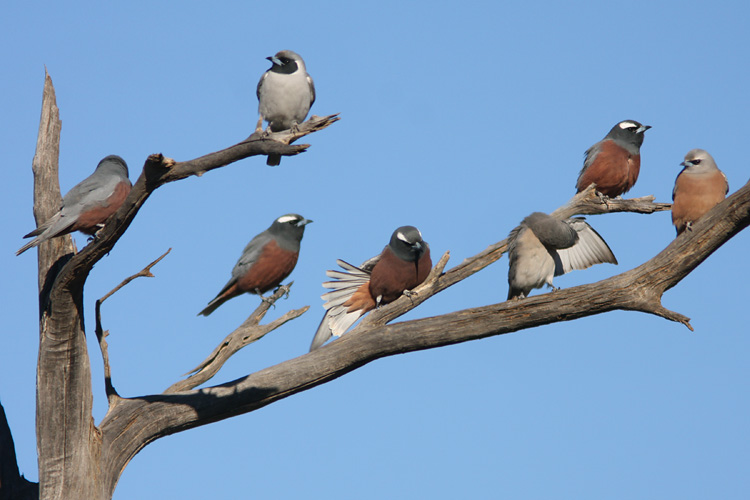 Flock of White-browed Woodswallows, preening in morning light, with a Masked Woodswallow