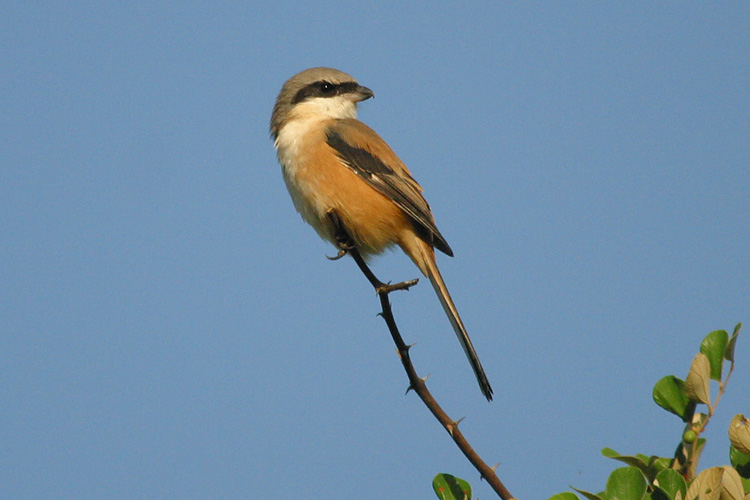 Long-tailed Shrike, <i>Lanius schach</i>, commonly seen around Indian villages