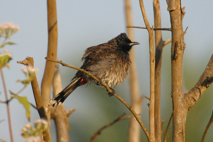 A Red-vented Bulbul, <i>Pycnonotus cafer</i>, dries off in the morning sunshine
