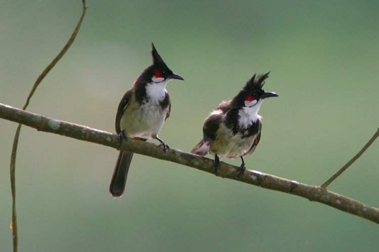 A pair of Red-whiskered Bulbuls, <i>Pycnonotus jocosus</i>, dry off after bathing. 
