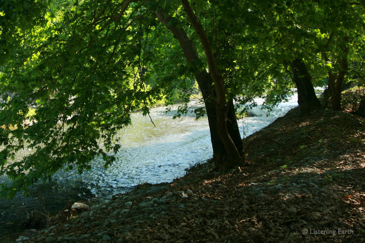 A small river runs past the edge of the Frankincense grove