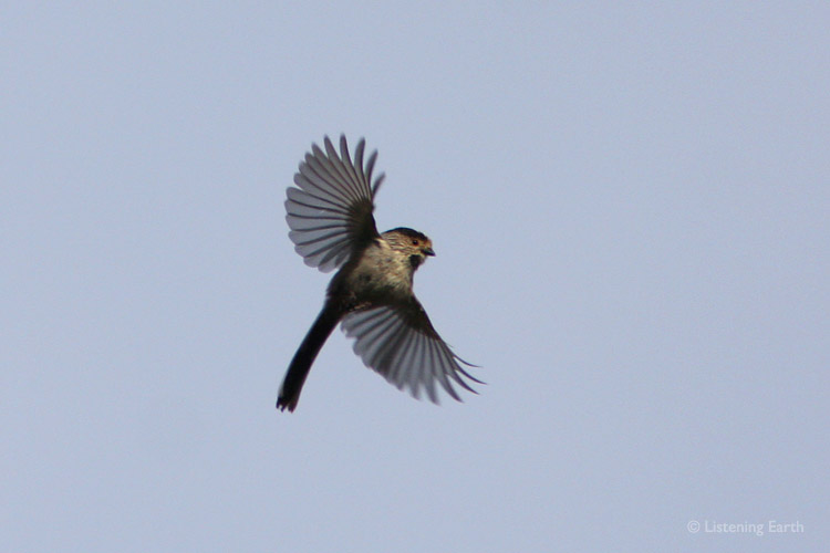 Long-tailed Tit in flight, <i>Aegithalos caudatus</i>