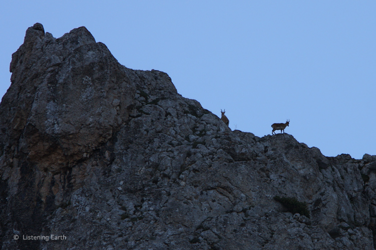 Ibex silhouetted by dawn on the high crags