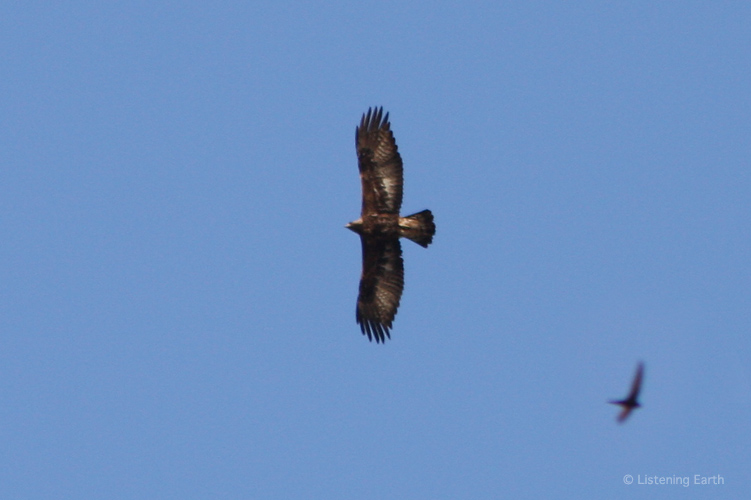 A Golden Eagle <i>Aquila chrysaetos</i> soars magestically overhead, and a Crag Martin whizzes past
