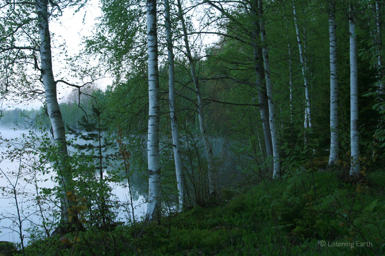 Birch forest on the shoreline of Fragg Lake, Sweden