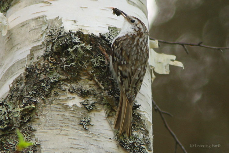 Treecreeper searches for insects under the birch bark