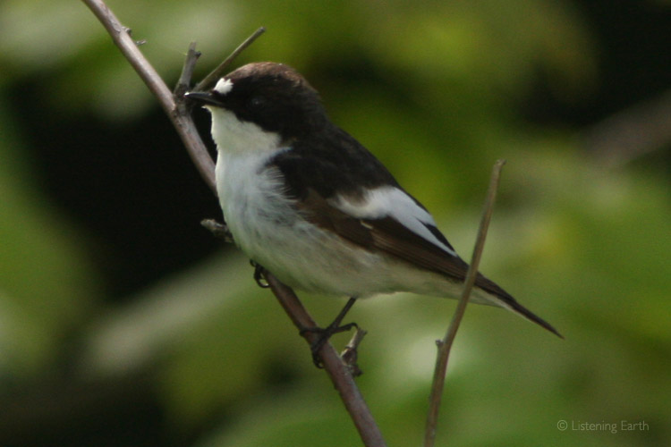 Pied Flycatcher, a restless summer visitor to these northern woodlands