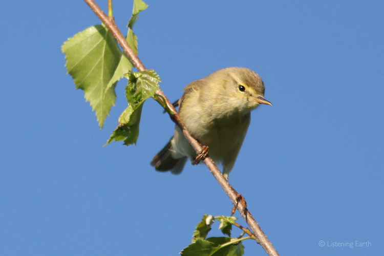 The Willow Warbler has one of the prettiest songs in the forest