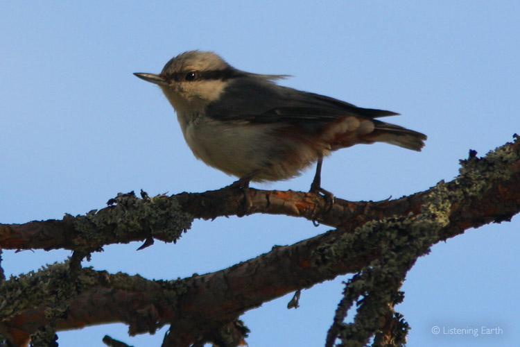 A Nuthatch pauses momentarily