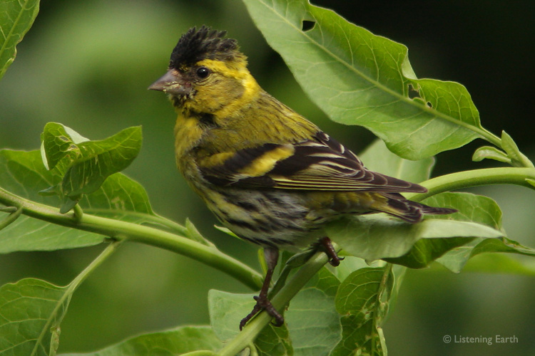 Siskin, a generally quiet inhabitant of the woodland