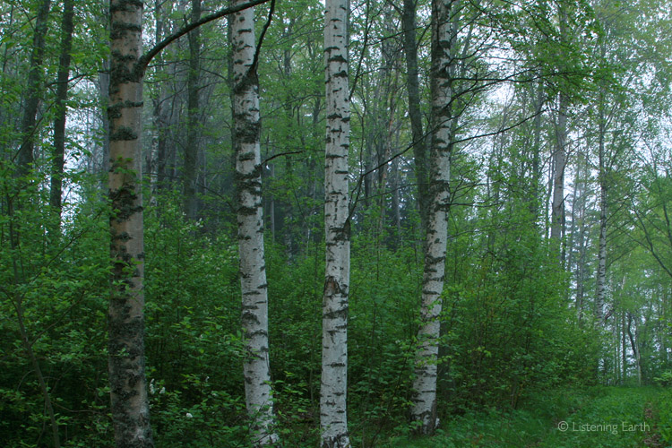 Birch woodland - the actual recording location for this album