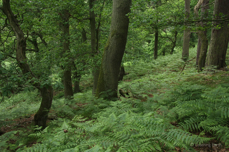Dense old-growth woodland
