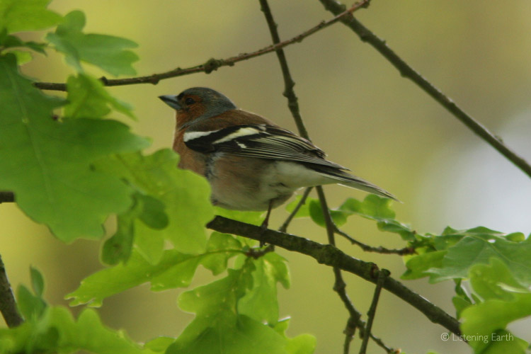 Chaffinch, its loud cheery song is commonly heard