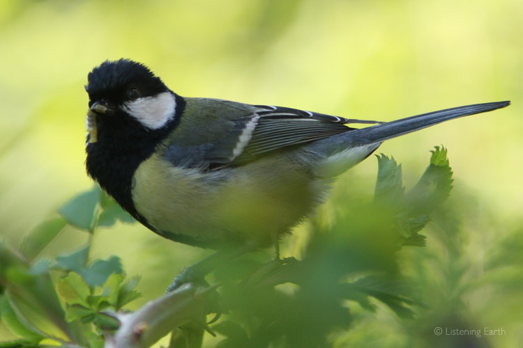 Great Tit, quieter by midsummer, but still common in this forest
