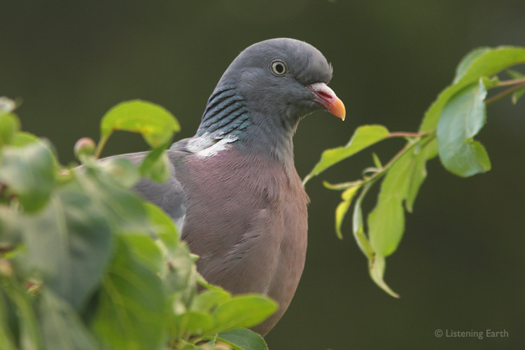 Wood Pigeon; the deep voice of the English countryside