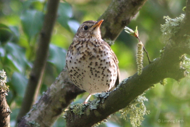 Song Thrush, a melodious voice of the pine woodland