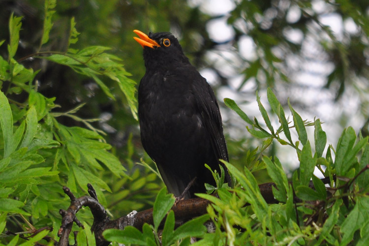 Blackbird sings lustily in the spring