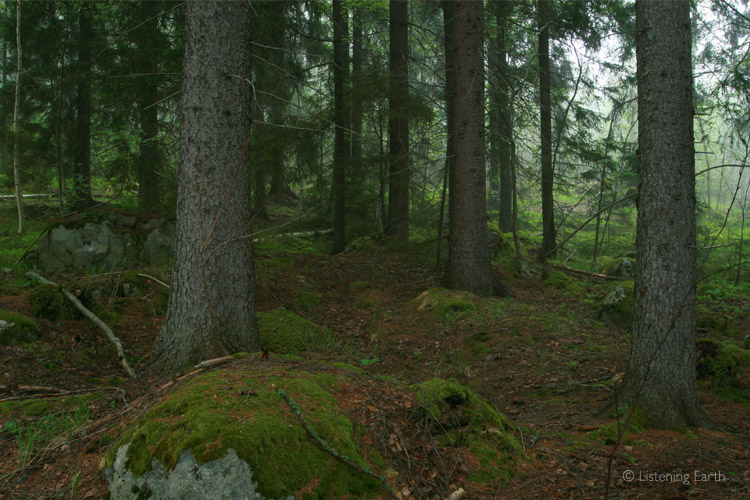 Moss, pine needles and those dark, straight trunks