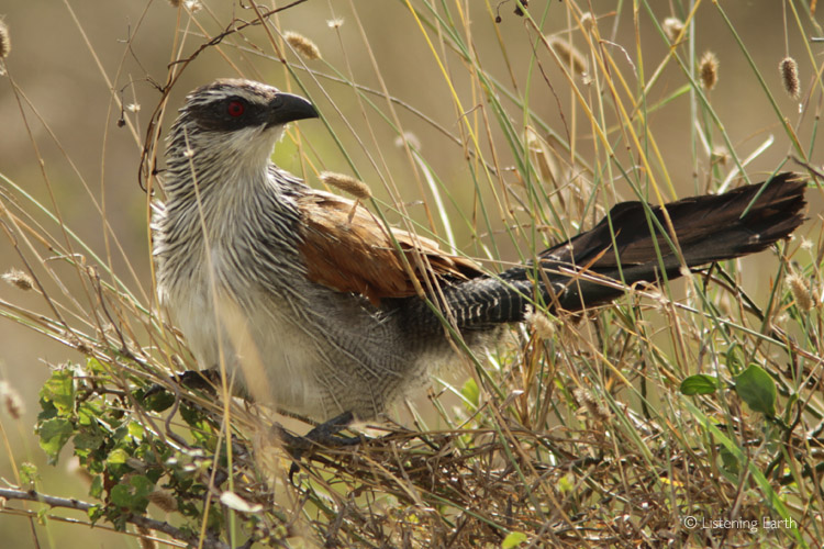 White-browed Coucal, whose descending, booming calls are heard on this recording