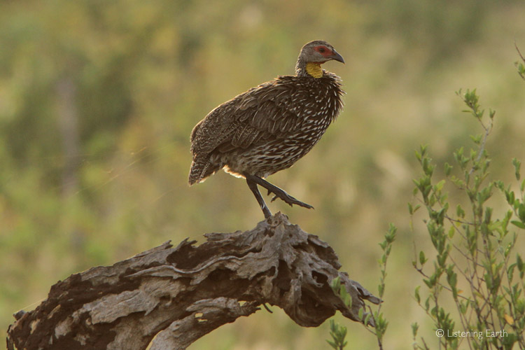 The distinctive calls of Yellow-necked Spurfowl are heard prominantly on this album