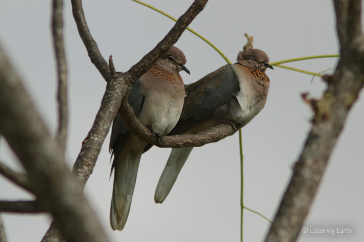 Laughing Doves, one of the charateristic voices of the African bushland