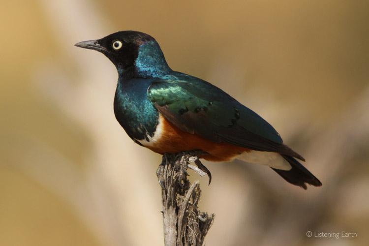 The beautiful, irridesecent plumage of a Superb Starling