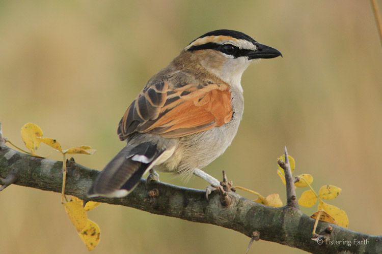 Black-crowned Tchagras are found on the ground or among dense shrubs