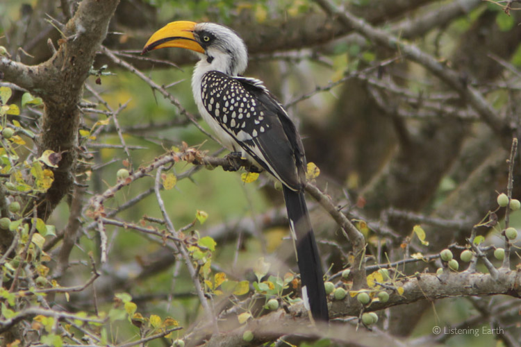 An Eastern Yellow-billed Hornbill, one of several species encountered at Mkomazi