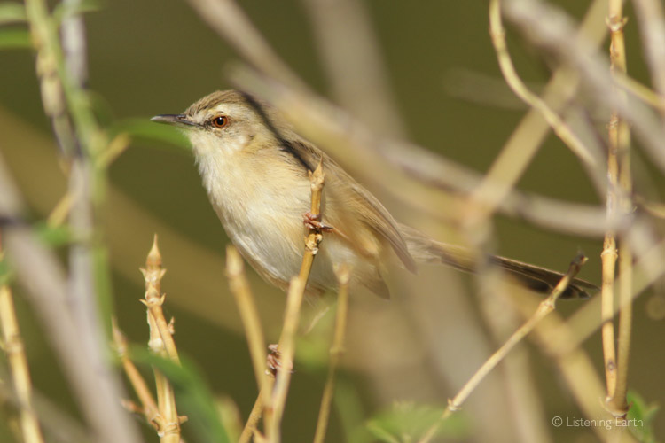 Tawny-flanked Prinias are heard close to the microphones 