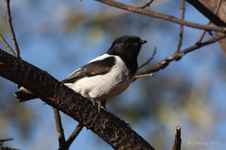 The Hooded Robin, often heard calling in the predawn