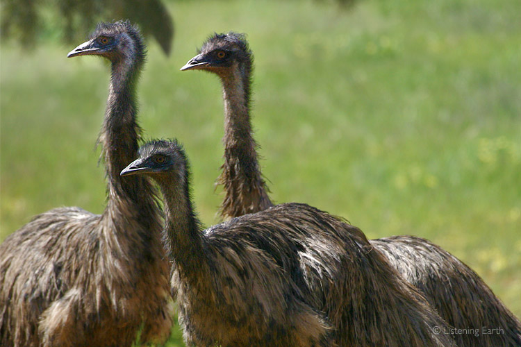 Mob of curious Emus; their booming calls carry for long distances