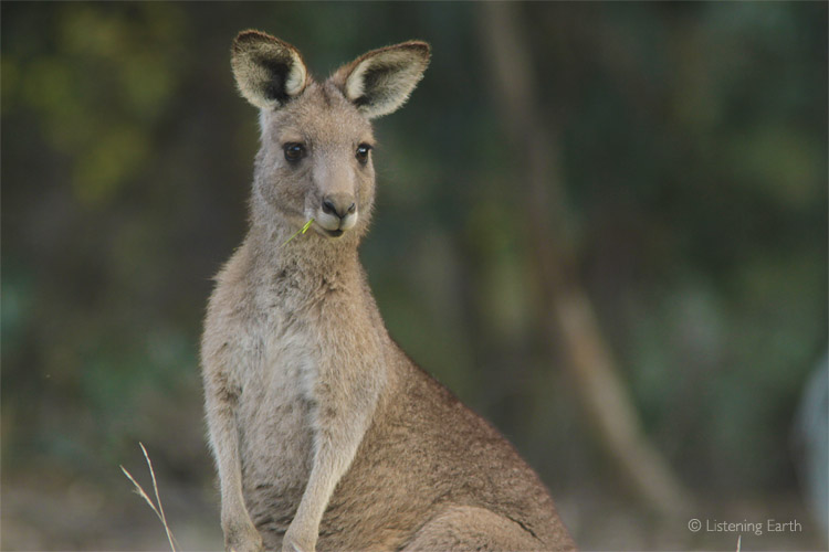 On this recording can be heard the 'huffing' of Eastern Grey Kangaroos