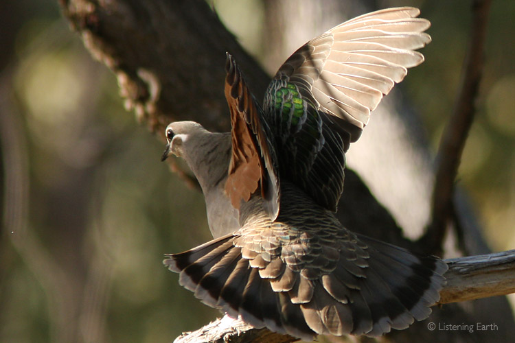 Common Bronzewing, stretching and showing why it has its name