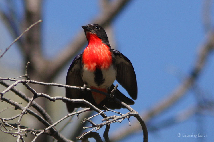 Male Mistletoebird displaying