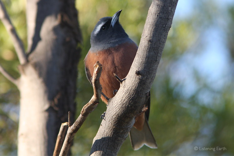 A White-browed Woodswallow, huge flocks of which are often encountered in dry country